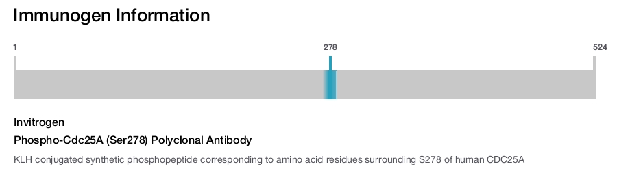 Phospho-Cdc25A (Ser278) Polyclonal Antibody