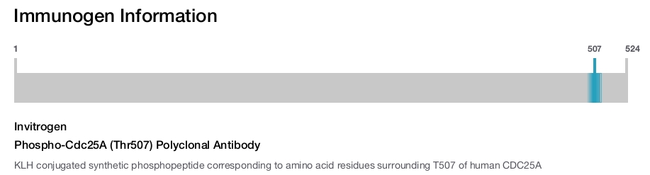 Phospho-Cdc25A (Thr507) Polyclonal Antibody