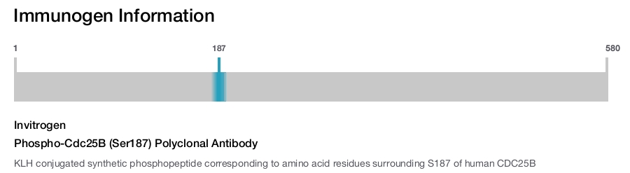 Phospho-Cdc25B (Ser187) Polyclonal Antibody
