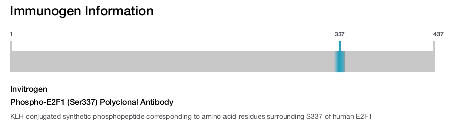 Phospho-E2F1 (Ser337) Polyclonal Antibody