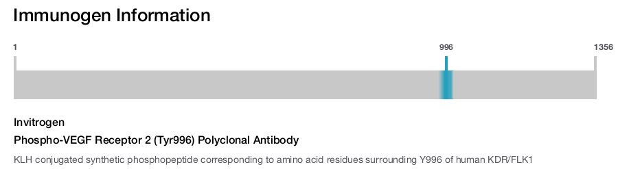 Phospho-VEGF Receptor 2 (Tyr996) Polyclonal Antibody