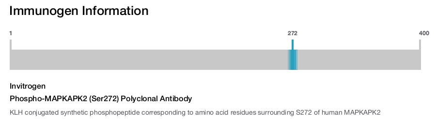 Phospho-MAPKAPK2 (Ser272) Polyclonal Antibody