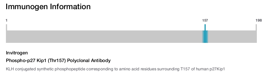 Phospho-p27 Kip1 (Thr157) Polyclonal Antibody
