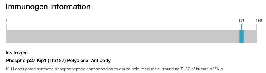 Phospho-p27 Kip1 (Thr187) Polyclonal Antibody