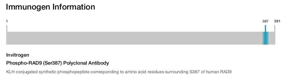 Phospho-RAD9 (Ser387) Polyclonal Antibody