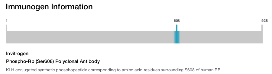 Phospho-Rb (Ser608) Polyclonal Antibody