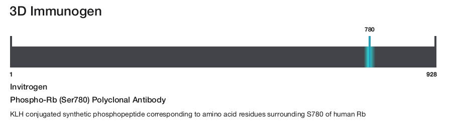 Phospho-Rb (Ser780) Polyclonal Antibody