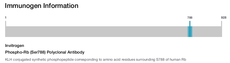 Phospho-Rb (Ser788) Polyclonal Antibody