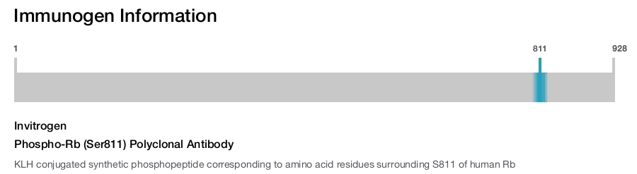 Phospho-Rb (Ser811) Polyclonal Antibody