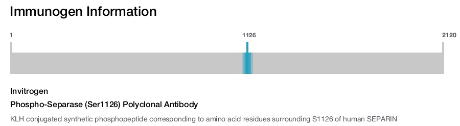 Phospho-Separase (Ser1126) Polyclonal Antibody