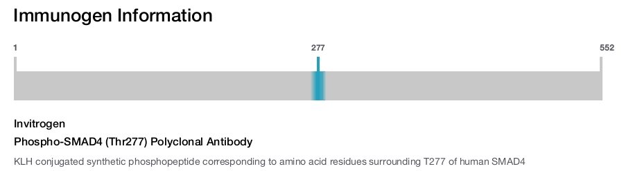 Phospho-SMAD4 (Thr277) Polyclonal Antibody
