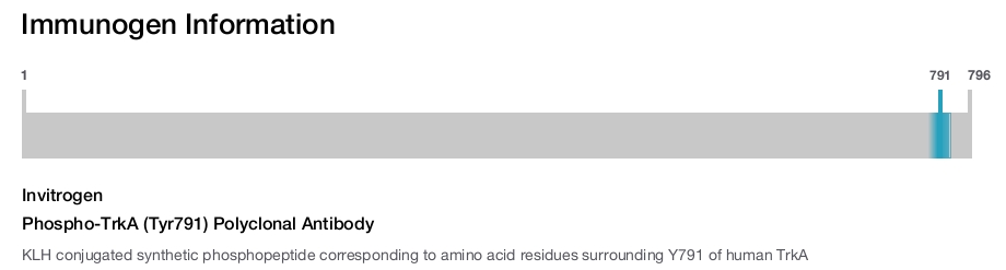 Phospho-TrkA (Tyr791) Polyclonal Antibody