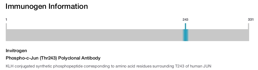 Phospho-c-Jun (Thr243) Polyclonal Antibody