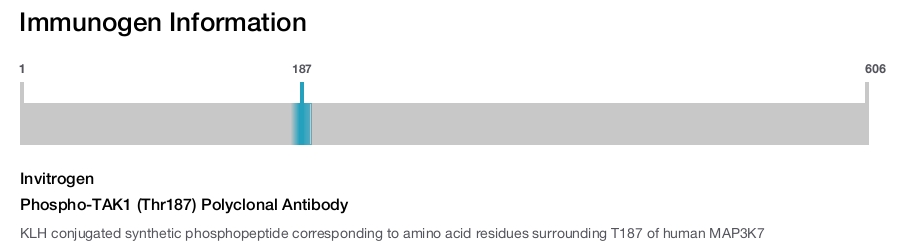 Phospho-TAK1 (Thr187) Polyclonal Antibody