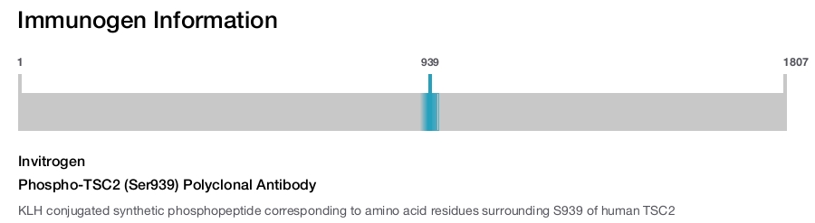 Phospho-TSC2 (Ser939) Polyclonal Antibody