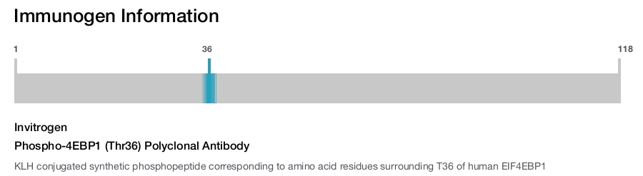 Phospho-4EBP1 (Thr36) Polyclonal Antibody