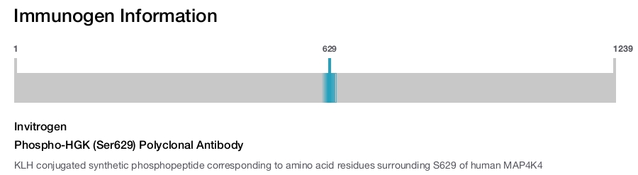 Phospho-HGK (Ser629) Polyclonal Antibody
