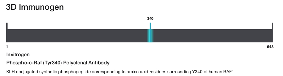 Phospho-c-Raf (Tyr340) Polyclonal Antibody