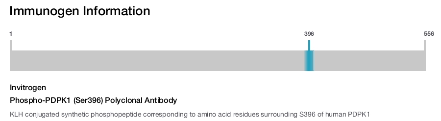 Phospho-PDPK1 (Ser396) Polyclonal Antibody