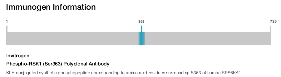 Phospho-RSK1 (Ser363) Polyclonal Antibody