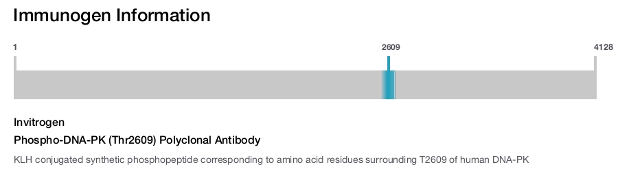 Phospho-DNA-PK (Thr2609) Polyclonal Antibody