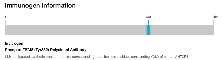 Phospho-TEM8 (Tyr382) Polyclonal Antibody
