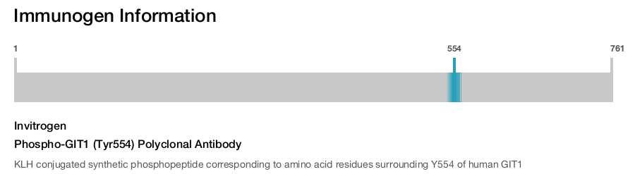 Phospho-GIT1 (Tyr554) Polyclonal Antibody