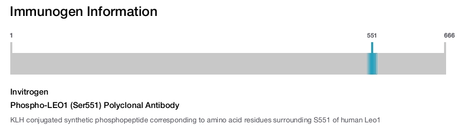 Phospho-LEO1 (Ser551) Polyclonal Antibody