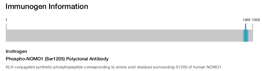 Phospho-NOMO1 (Ser1205) Polyclonal Antibody