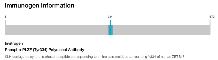 Phospho-PLZF (Tyr334) Polyclonal Antibody