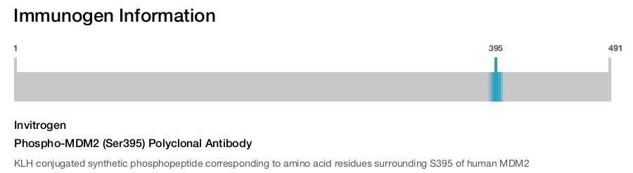 Phospho-MDM2 (Ser395) Polyclonal Antibody
