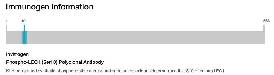 Phospho-LEO1 (Ser10) Polyclonal Antibody