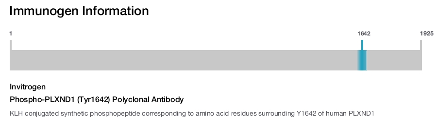 Phospho-PLXND1 (Tyr1642) Polyclonal Antibody