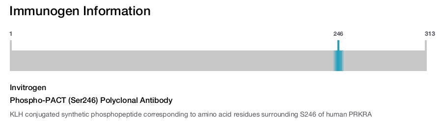 Phospho-PACT (Ser246) Polyclonal Antibody