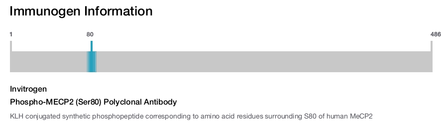 Phospho-MECP2 (Ser80) Polyclonal Antibody