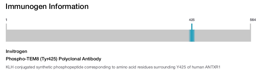 Phospho-TEM8 (Tyr425) Polyclonal Antibody