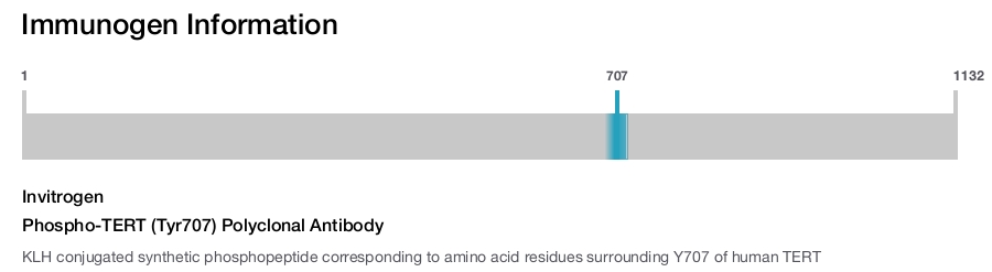 Phospho-TERT (Tyr707) Polyclonal Antibody