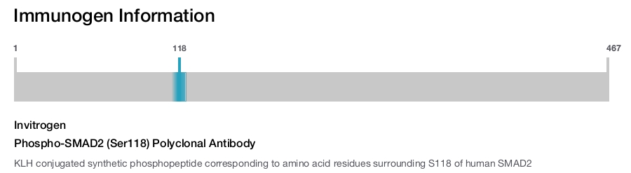 Phospho-SMAD2 (Ser118) Polyclonal Antibody