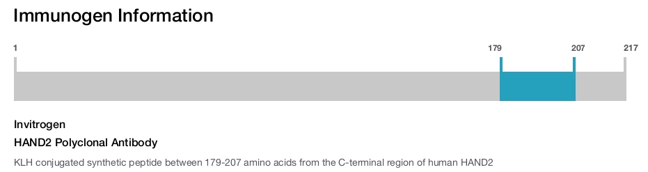 HAND2 Polyclonal Antibody