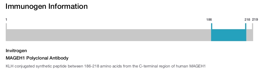 MAGEH1 Polyclonal Antibody