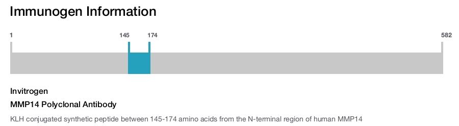 MMP14 Polyclonal Antibody