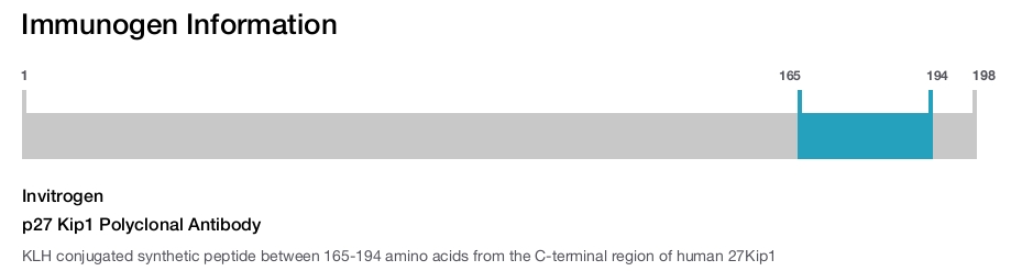p27 Kip1 Polyclonal Antibody
