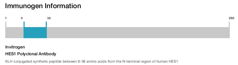 HES1 Polyclonal Antibody
