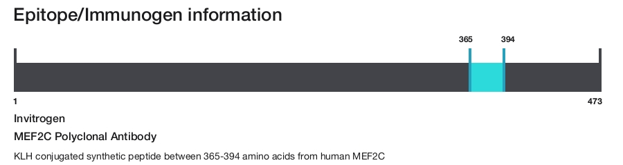 MEF2C Polyclonal Antibody