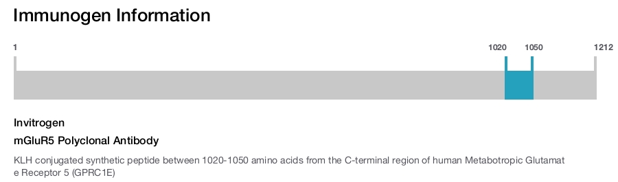 mGluR5 Polyclonal Antibody