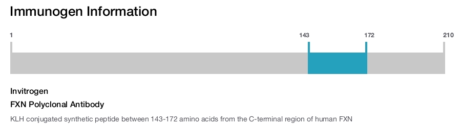 FXN Polyclonal Antibody