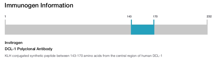 DCL-1 Polyclonal Antibody