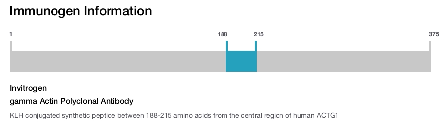 gamma Actin Polyclonal Antibody
