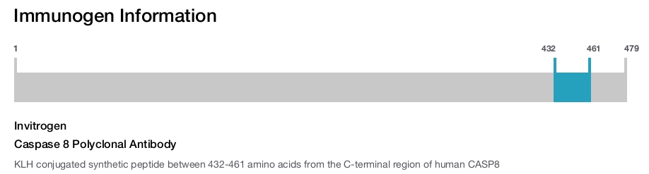 Caspase 8 Polyclonal Antibody