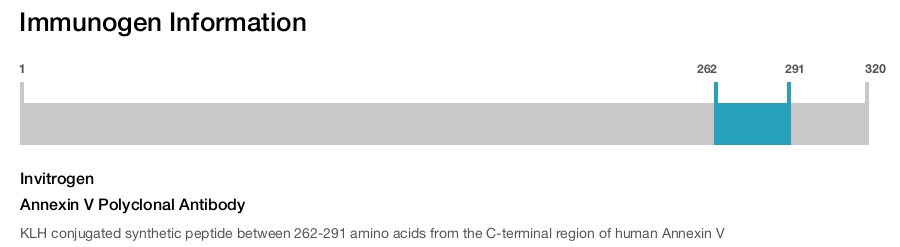 Annexin V Polyclonal Antibody
